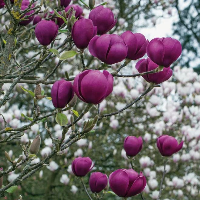 Магнолия гибридная Блэк Тюлип (в тубе)
